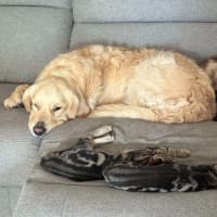 Photo of Peter & Griffin 