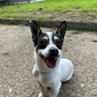 Photo of Mickey   6 Year Old Mini Fox Terrier