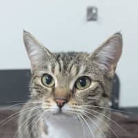 Photo of Cutie Patootie