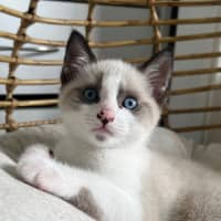 Photo of Possum 🩵🐟