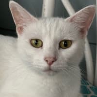Photo of Yoki
