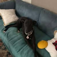 Photo of Chelsea, The Greyhound