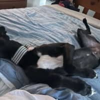 Photo of Chelsea, The Greyhound