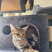 Photo of Peanut