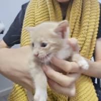 Photo of Gingerbread