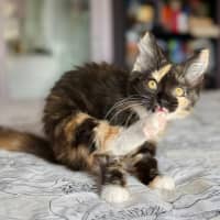 Photo of Isobel   In Foster Care In Templestowe