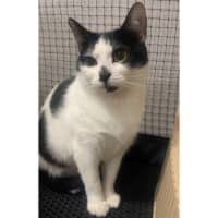 Photo of 10868   Dorothea
