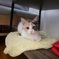 Photo of Daisy