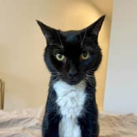 Photo of Socks 