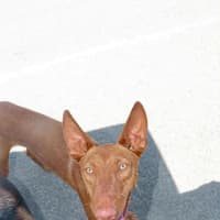 Photo of Buddy