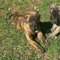 Photo of Banjo