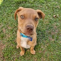 Photo of Gunner *$350 Adoption Fee*