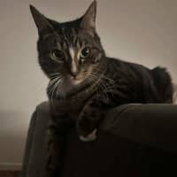 Photo of Thor