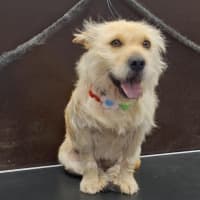 Photo of Pixie