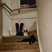 Photo of Inky* 9 Lives Project Rescue*