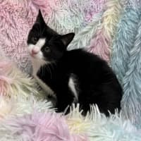 Photo of Yuna   Reduced Adoption Fee