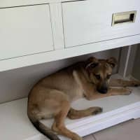 Photo of Nessa Rose   5 Month Old German Shepherd X