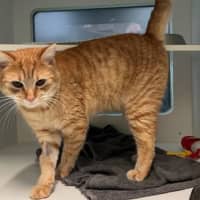 Photo of Puddles