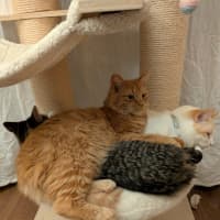 Photo of Haku & Toto