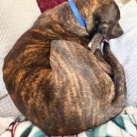 Photo of Baxter