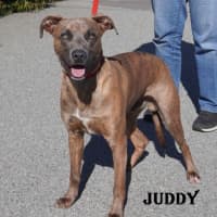 Photo of Juddy