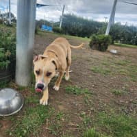Photo of Bailey (68546)