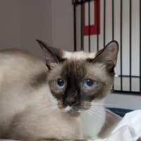 Photo of Duchess