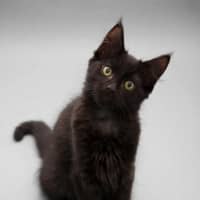 Photo of Jet