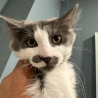 Photo of Mo Babes Meet Me@Hastings Petstock 