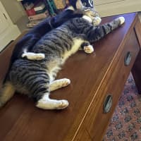 Photo of Smokie
