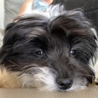 Photo of Pippa ❤️🐾