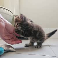 Photo of Rosa (Maisy)