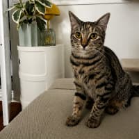 Photo of Flame