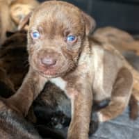 Photo of Duchess