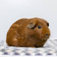 Photo of Cadbury