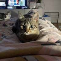 Photo of Chico   Located In Bentleigh East