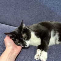 Photo of Daisy
