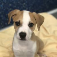 Photo of Louie