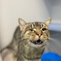 Photo of Cookie