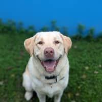 Photo of Willow