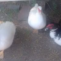 Photo of Ducks & Ducklings