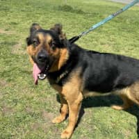 Photo of Hercules (66966)