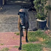 Photo of Jett