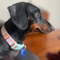 Photo of Lilah   4 Year Old Dachshund