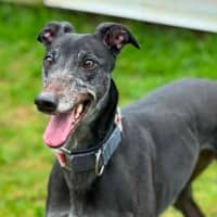Photo of Judy The Greyhound