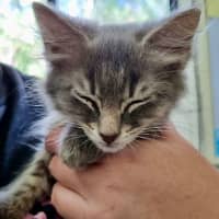 Photo of Bennie & The Jets