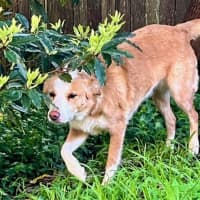 Photo of Chloe   5 Year Old Border Collie