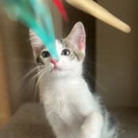 Photo of Banshee