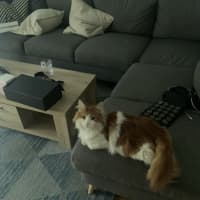 Photo of Nemo