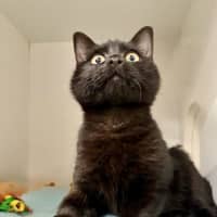 Photo of Heathcliff